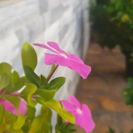 Frida 酒店 希马拉