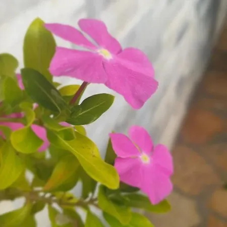 Frida Szálloda Himara